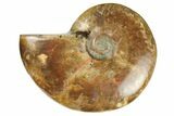 Red Flash Ammonite Fossil - Madagascar #187316-1